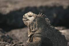 marine iguana