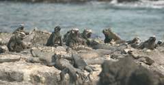 marine iguanas