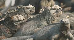 marine iguanas