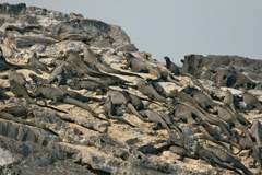 marine iguanas