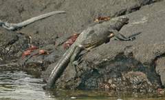 marine iguana