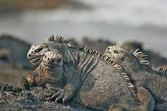 marine iguanas