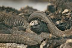 marine iguanas