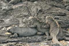 marine iguanas