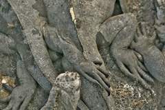 marine iguanas