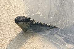 marine iguana