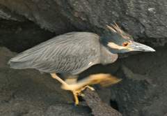 yellow-crowned night heron