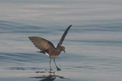 storm-petrel