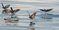 storm-petrels