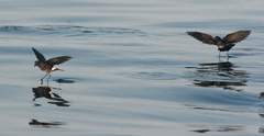 storm-petrels