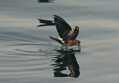 storm-petrel