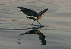 storm-petrel