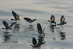 storm-petrels