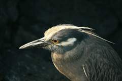 yellow-crowned night heron