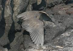 yellow-crowned night heron