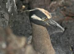 yellow-crowned night heron