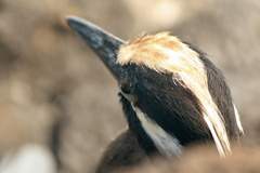 yellow-crowned night heron