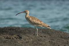 whimbrel