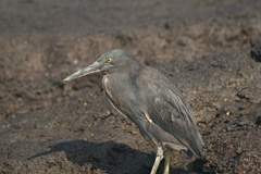 lava heron