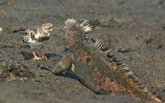 ruddy turnstone cleaning a marine iguana