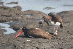 oystercatchers