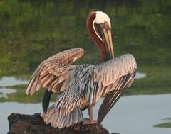 brown pelican