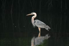 great blue heron