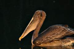 brown pelican