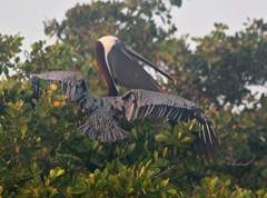 brown pelican