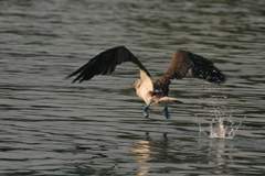 blue-footed booby taking off