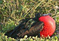 male mating display