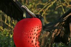 male mating display