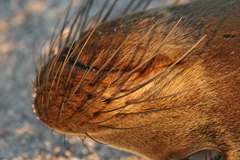 sea lion