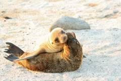 sea lion pups