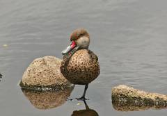 white cheeked pintail duck