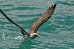 blue-footed booby taking off after a dive