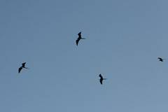 cruising frigatebirds