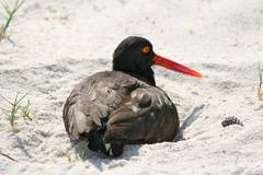 oystercatcher on egg