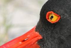 oystercatcher