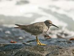 sandpiper 