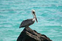 brown pelican