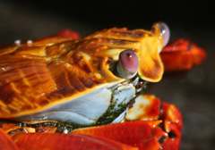 Sally lightfoot crab