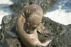 sea lion pup