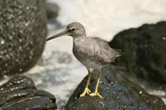 sandpiper