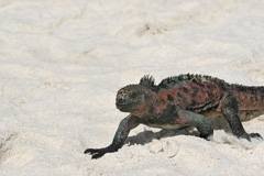 marine iguana