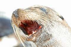 sea lion