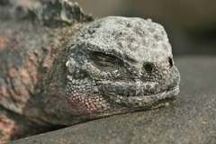 marine iguana