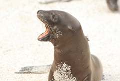 sea lion