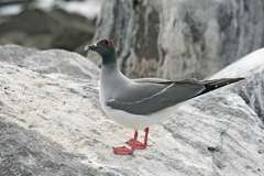 swallow-tailed gull