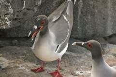 swallow-tailed gulls